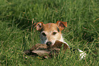 Parson Russell Terrier apportiert Ente