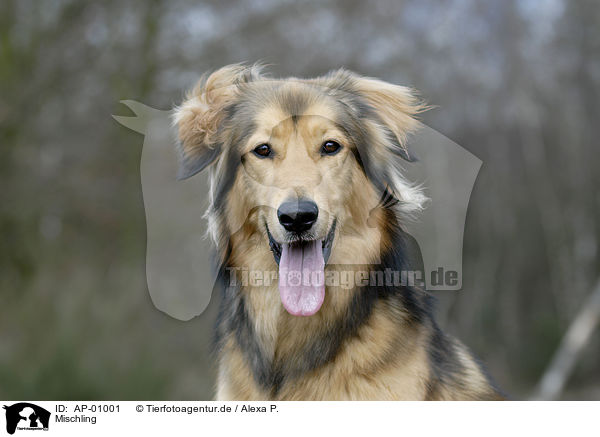 Mischling / dog / AP-01001