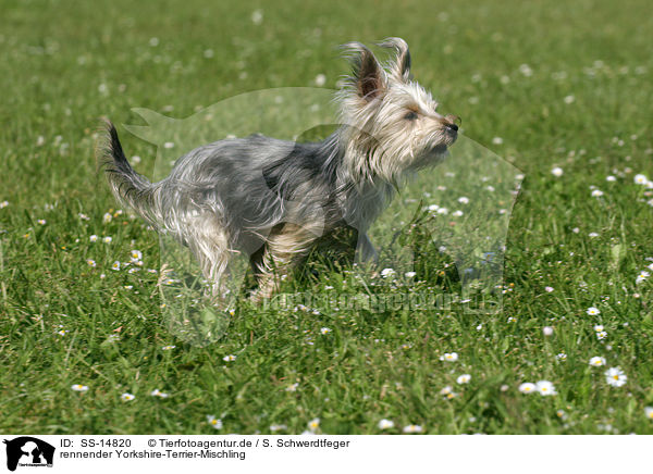 rennender Yorkshire-Terrier-Mischling / running Mongrel / SS-14820