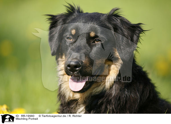 Mischling Portrait / mongrel portrait / RR-19980