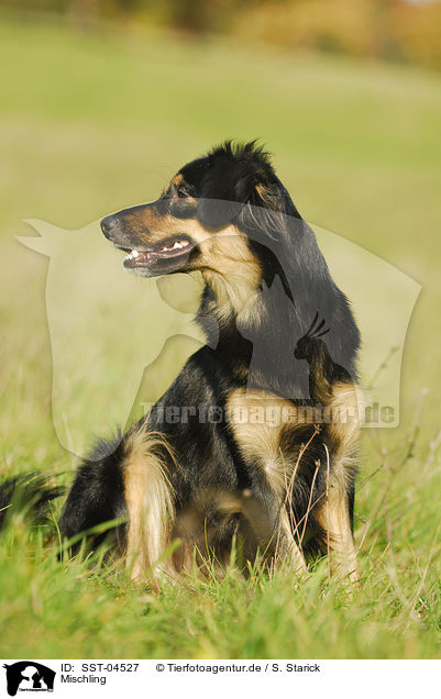 Mischling / Mongrel / SST-04527