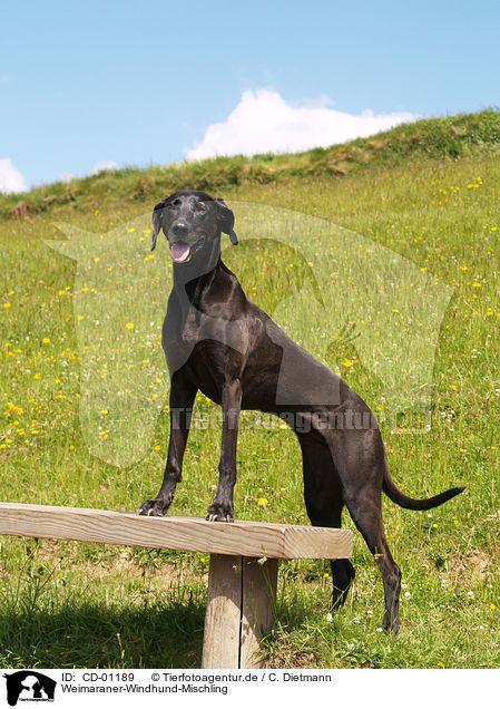 Weimaraner-Windhund-Mischling / Mongrel / CD-01189