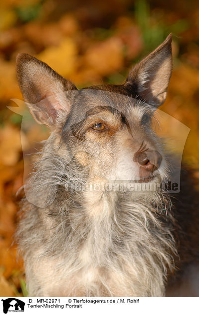 Terrier-Mischling Portrait / mongrel portrait / MR-02971