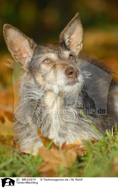 Terrier-Mischling / mongrel / MR-02974