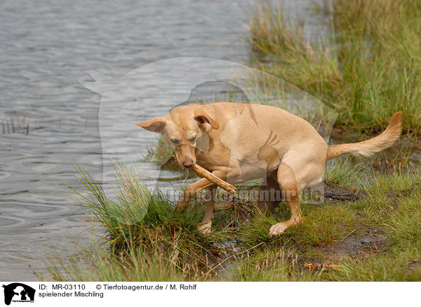 spielender Mischling / playing mongrel / MR-03110