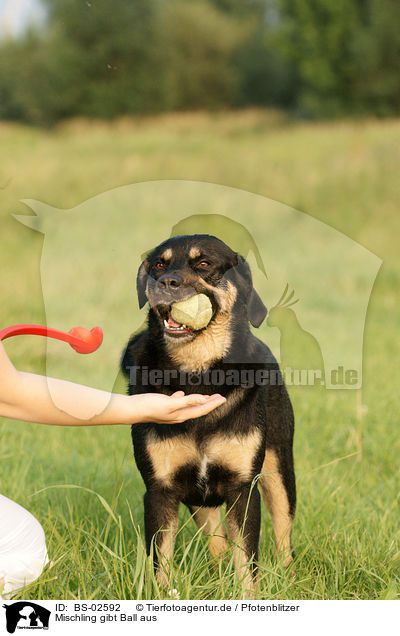 Mischling gibt Ball aus / mongrel gives ball / BS-02592