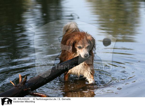 badender Mischling / bathing mongrel / SG-02429