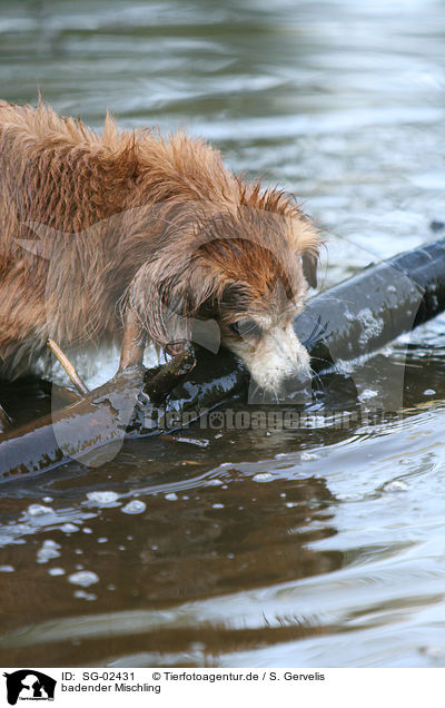 badender Mischling / bathing mongrel / SG-02431