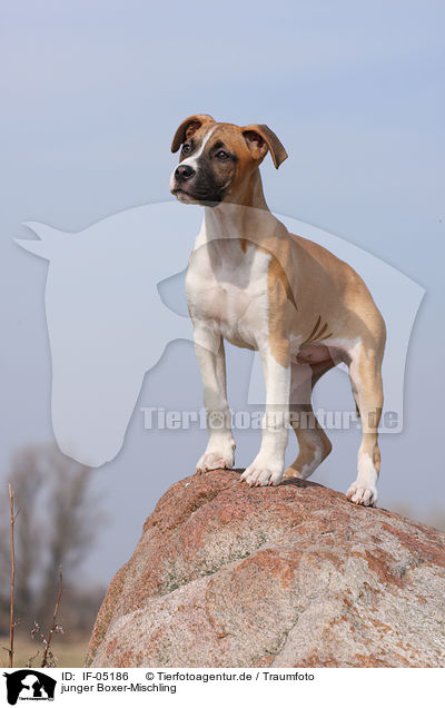 junger Boxer-Mischling / young mongrel / IF-05186