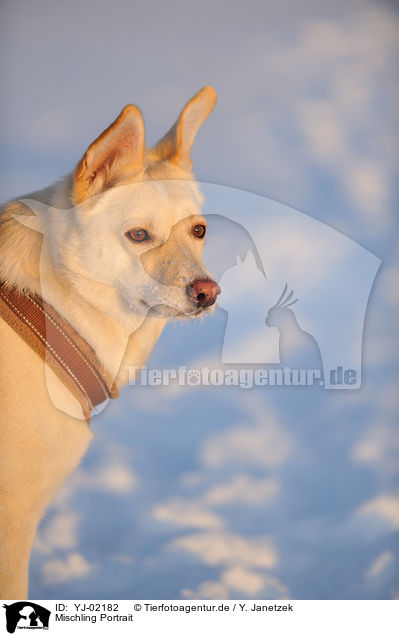 Mischling Portrait / mongrel portrait / YJ-02182