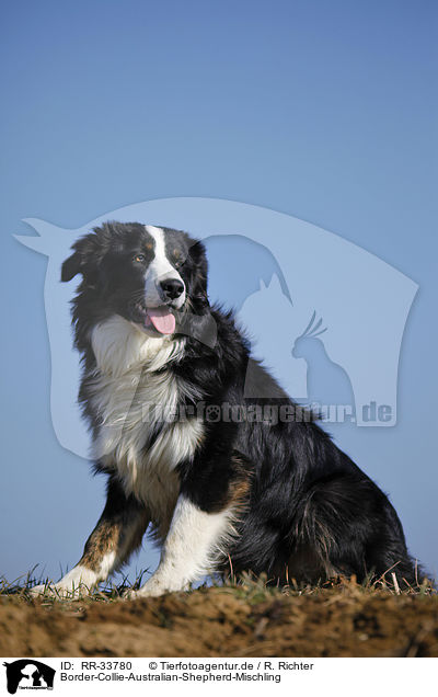 Border-Collie-Australian-Shepherd-Mischling / mongrel / RR-33780
