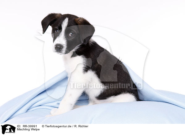 Mischling Welpe / mongrel puppy / RR-39991