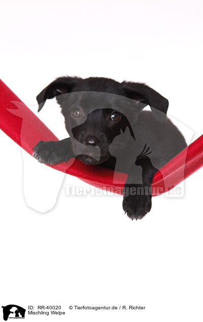 Mischling Welpe / RR-40020