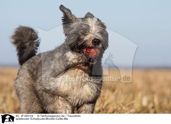 spielender Schafpudel-Border-Collie-Mix / playing mongrel / IF-08318