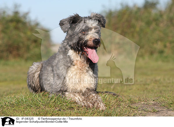 liegender Schafpudel-Border-Collie-Mix / lying mongrel / IF-08325