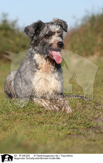liegender Schafpudel-Border-Collie-Mix / lying mongrel / IF-08326