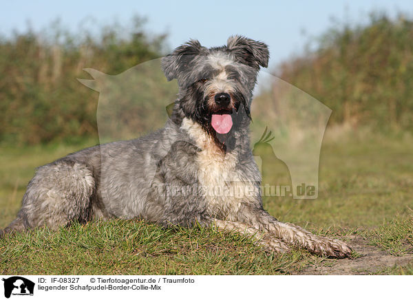liegender Schafpudel-Border-Collie-Mix / lying mongrel / IF-08327