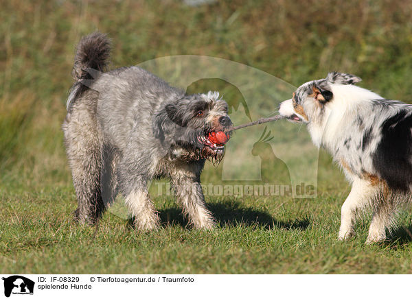 spielende Hunde / playing dogs / IF-08329