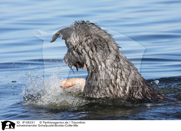 schwimmender Schafpudel-Border-Collie-Mix / swimmig mongrel / IF-08331
