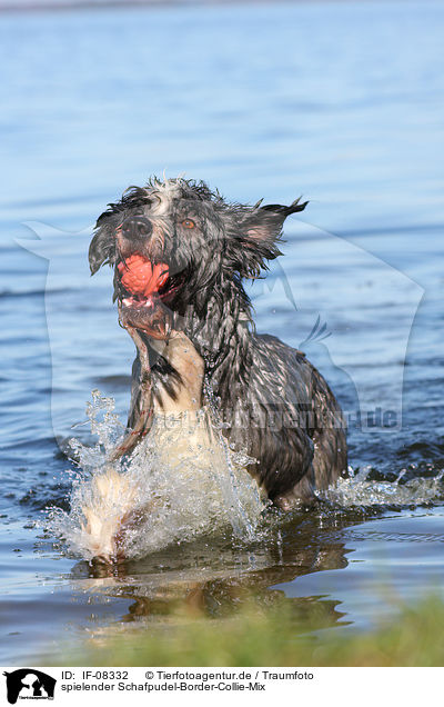spielender Schafpudel-Border-Collie-Mix / playing mongrel / IF-08332