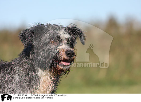 Schafpudel-Border-Collie-Mix Portrait / mongrel portrait / IF-08334