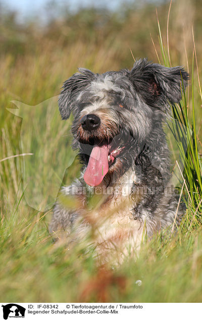 liegender Schafpudel-Border-Collie-Mix / lying mongrel / IF-08342
