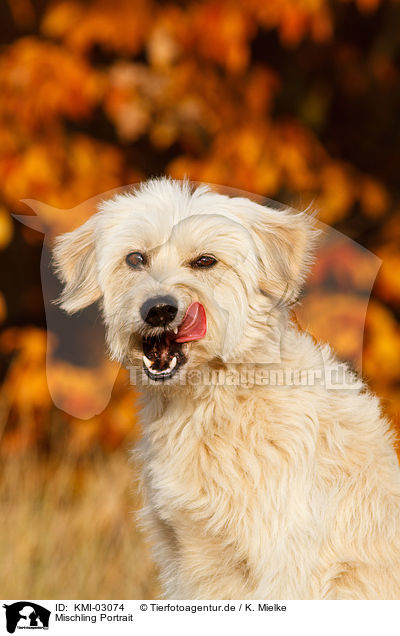 Mischling Portrait / mongrel portrait / KMI-03074