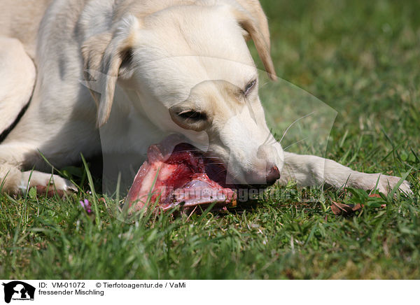 fressender Mischling / eating mongrel / VM-01072