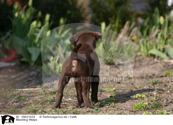 Mischling Welpe / mongrel puppy / VM-01634