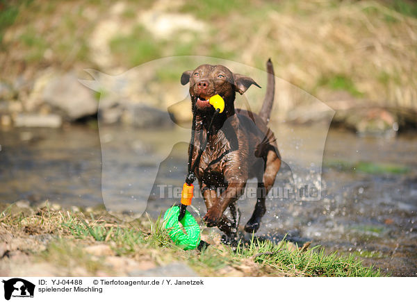 spielender Mischling / playing mongrel / YJ-04488