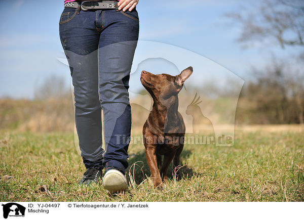 Mischling / mongrel / YJ-04497