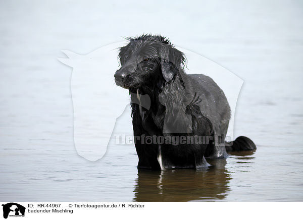 badender Mischling / bathing mongrel / RR-44967