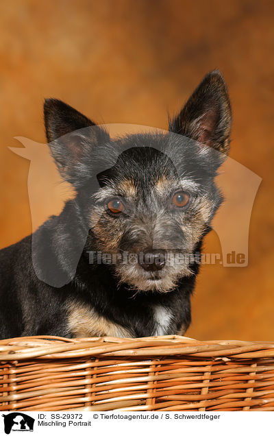 Mischling Portrait / mongrel portrait / SS-29372
