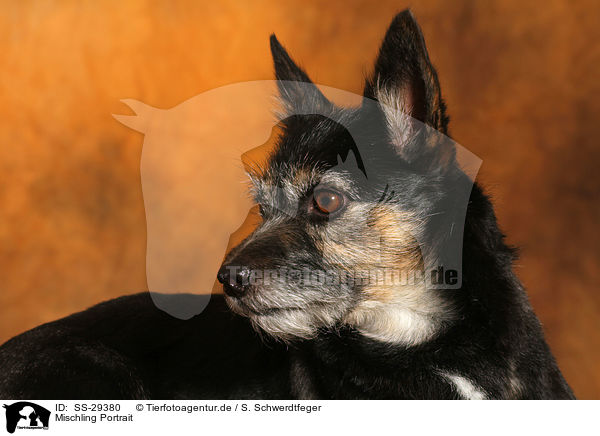 Mischling Portrait / mongrel portrait / SS-29380