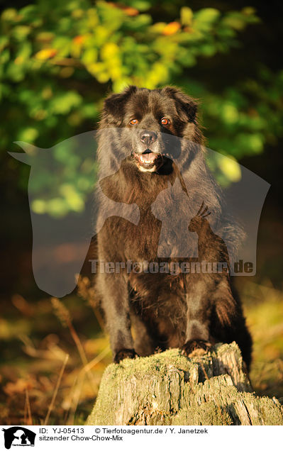 sitzender Chow-Chow-Mix / sitting mongrel / YJ-05413