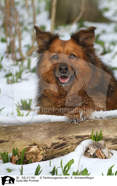 Spitz-Mix Portrait / mongrel portrait / SS-31160