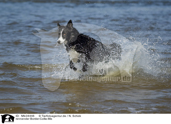 rennender Border-Collie-Mix / running mongrel / NN-04446