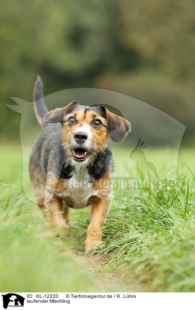 laufender Mischling / walking mongrel / KL-12220