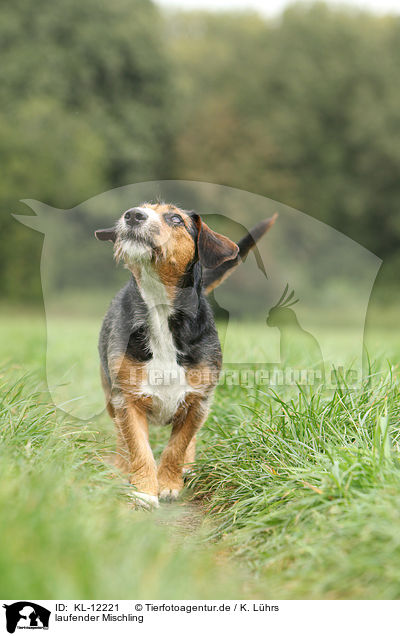 laufender Mischling / walking mongrel / KL-12221