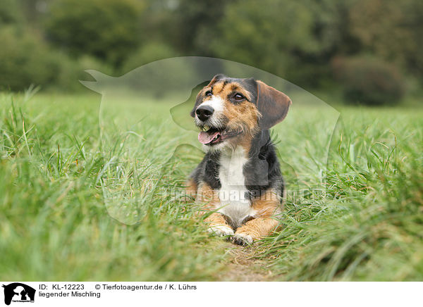 liegender Mischling / lying mongrel / KL-12223
