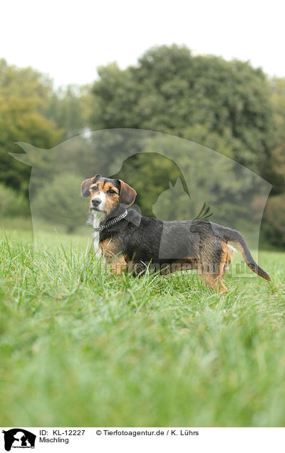 Mischling / mongrel / KL-12227