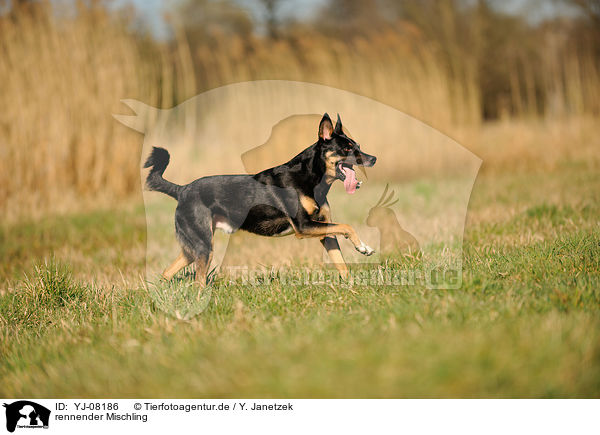 rennender Mischling / running mongrel / YJ-08186