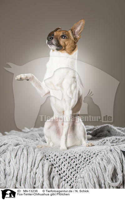 Fox-Terrier-Chihuahua gibt Pf�tchen / Fox-Terrier-Chihuahua gives paw / NN-13236