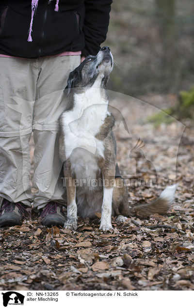 alter Mischling / old Mongrel / NN-13265