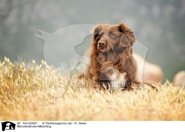 M�nsterl�nder-Mischling / Munsterlander-Mongrel / AG-02681