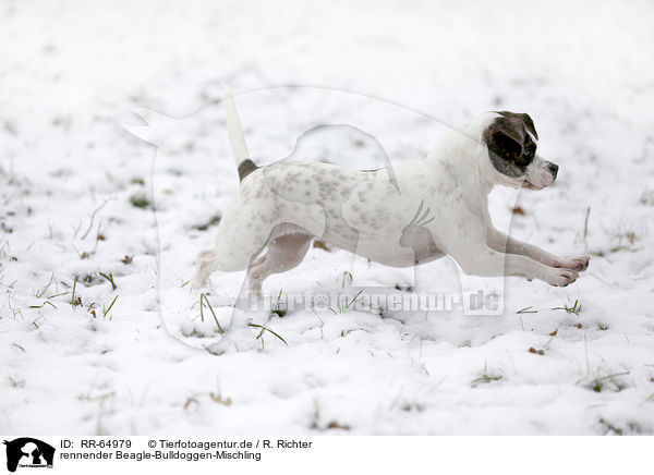 rennender Beagle-Bulldoggen-Mischling / running Beagle-Bulldog-Mongrel / RR-64979