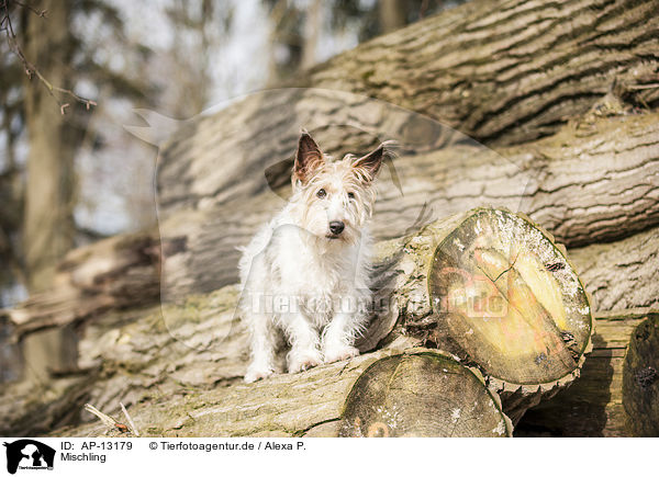 Mischling / mongrel / AP-13179