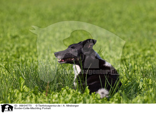 Border-Collie-Mischling Portrait / Border-Collie-Mongel Portrait / AM-04775