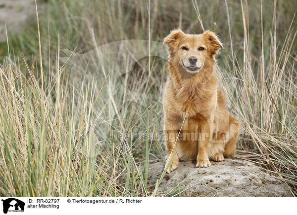 alter Mischling / old mongrel / RR-82797