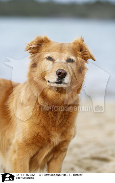 alter Mischling / old mongrel / RR-82882